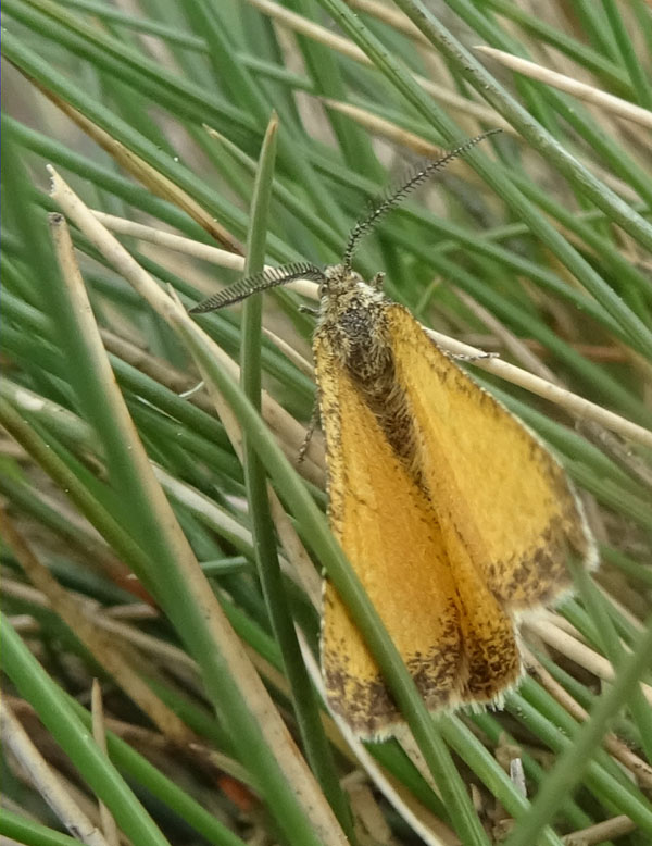 Isturgia limbaria - Geometridae Ennominae